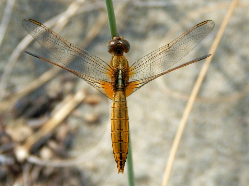 Crocothemis erythraea femmina.